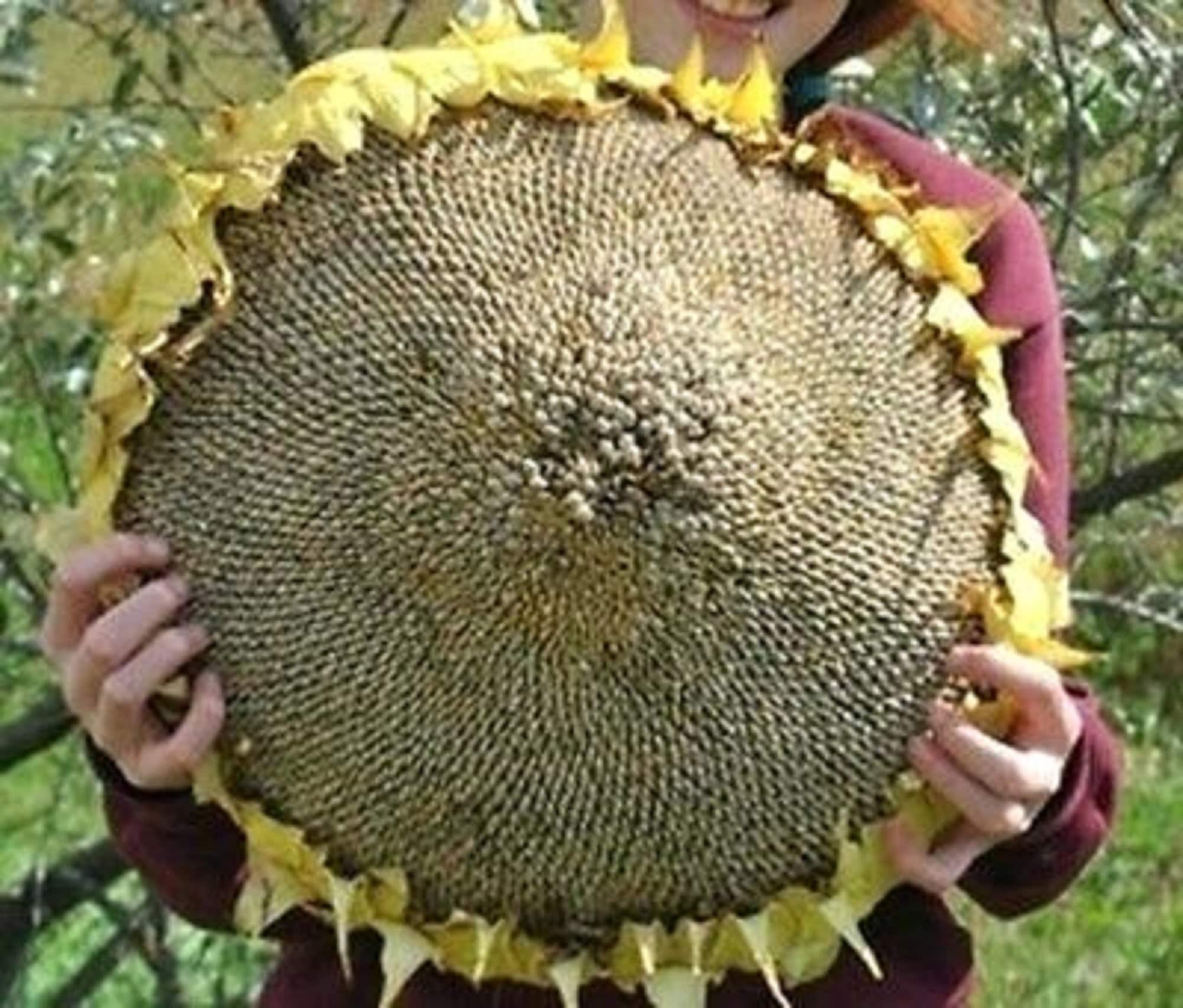 Sunflower Mongolian Giant seeds