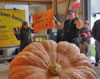 Pumpkin Dill's Atlantic Giant SEEDS ARE HUGE