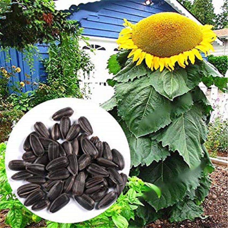 Sunflower Mongolian Giant seeds Etsy