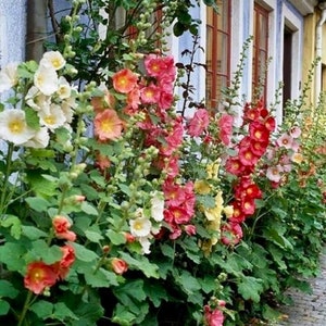 Hollyhock MIX 100 SEEDS Single Double And Ruffled Flowers
