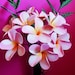 see more listings in the Exotic Flowers  section