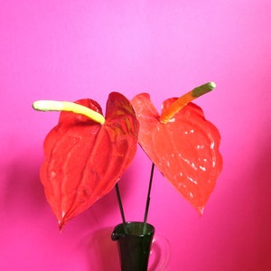 Anthurium - Fiore di carta - Modelli - Download istantaneo - Video Tutorial - SVG - Cricut - Silhouette - Scan&Cut - Bouquet di carta - Fai da te