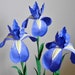 see more listings in the Exotic Flowers  section