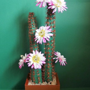 Moonlight Cactus - Modelli - Cactus 3D - Fiori di carta - Download istantaneo - Video Tutorial - SVG - Silhouette - S &C - Paper Crafts
