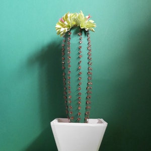 Erio Cactus - 3D Cactus - Flores de papel - Caja de regalo - Caja de almacenamiento - Descarga instantánea - Video Tutorial - Cricut - Silhouette - S&C