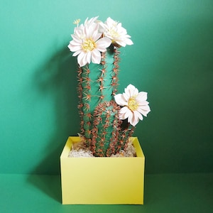 Cardon Grande Cactus - Modelli - Cactus 3D - Fiori di carta - Download istantaneo - Video Tutorial - SVG - Silhouette - Scan&Cut - FAI DA TE