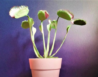 Venere Acchiappamosche (Dionaea muscipula) - Modelli - Video Tutorial - SVG - S&C - Silhouette - Cricut - Fai da te - Artigianato 3D - Fiori 3D