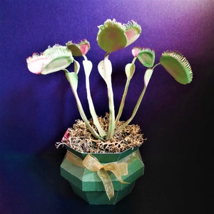 Venus Flytrap Dionaea muscipula Templates Video Tutorial SVG S&C Silhouette Cricut DIY 3D Crafts 3D Flowers image 2