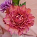 see more listings in the Peonies  section