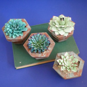 Lot de plantes succulentes - jardinière - boîte à fleurs - modèles - téléchargement immédiat - tutoriel vidéo - SVG - Silhouette - Cricut - Scan&Cut - bricolage