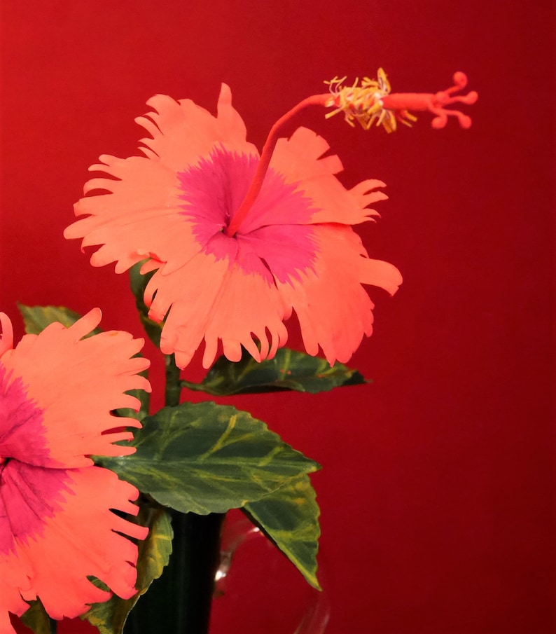 May include: Two pink and orange hibiscus flowers with green leaves in a vase against a red background.