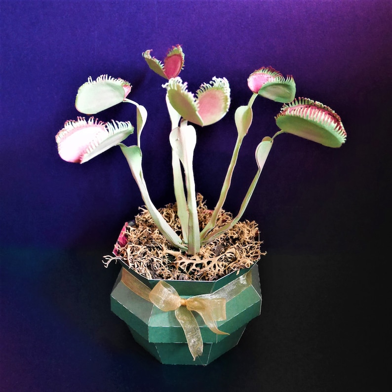 Venus Flytrap Dionaea muscipula Templates Video Tutorial SVG S&C Silhouette Cricut DIY 3D Crafts 3D Flowers image 7