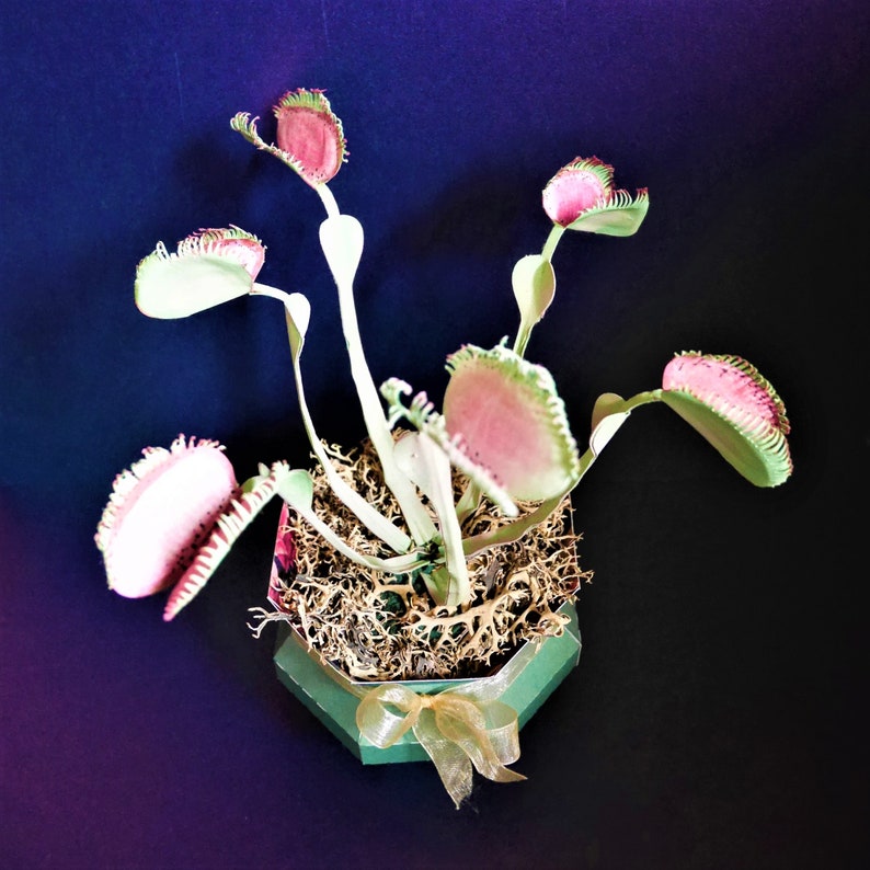 Venus flugfälla (Dionaea muscipula) - Mallar - Videohandledning - SVG - S&C - Silhuett - Cricut - DIY - 3D-pyssel - 3D-blommor bild 3