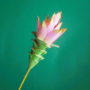 Curcuma - Fiori di carta - Modelli - Download immediato - Video tutorial - SVG - Silhouette - Scan&Cut - Cricut - Lavori di carta - Fai da te