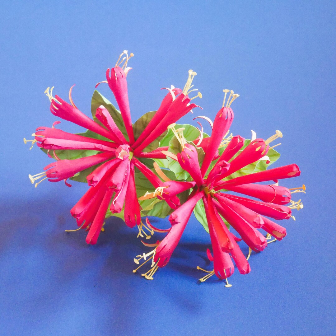 diy-honeysuckle-paper-flower-templates-with-video-tutorial-instant