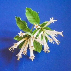 May include: A cluster of white flowers with long, slender petals and green leaves. The flowers are arranged in a bouquet-like shape, with the petals pointing outwards.