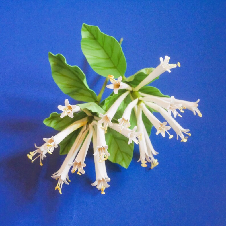 May include: A cluster of white flowers with long, slender petals and green leaves. The flowers are arranged in a bouquet-like shape, with the petals pointing outwards.