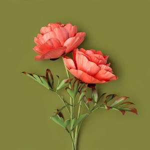 Könnte beinhalten: Zwei korallenfarbene Pfingstrosenblüten mit geschichteten Blütenblättern vor grünem Hintergrund. Die Blumen sind an einem Stiel mit grünen Blättern und rotbraunen Spitzen befestigt. Das Bild ist eine Nahaufnahme der Blumen.