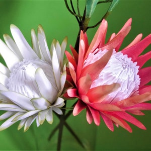 Protea in fiore - Fiore di carta - Modelli - Download immediato - SVG - S&C - Studio - Video tutorial - Fai da te - Fiori 3D - Bouquet di carta