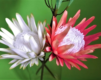 Blooming Protea - Paper Flower - Templates - Instant Download - SVG - S&C - Studio - Video Tutorial - DIY - 3D Flowers - Paper Bouquet