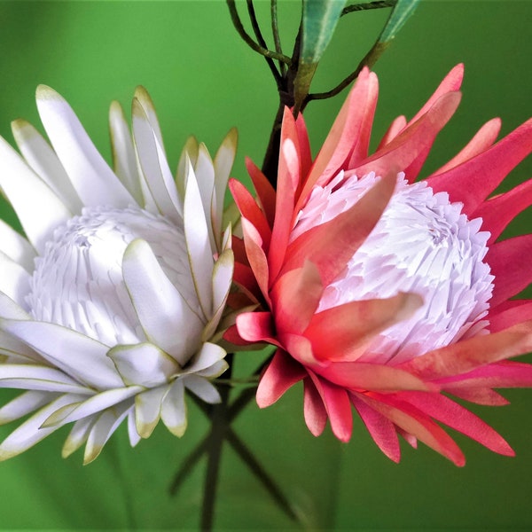 Blooming Protea - Paper Flower - Templates - Instant Download - SVG - S&C - Studio - Video Tutorial - DIY - 3D Flowers - Paper Bouquet