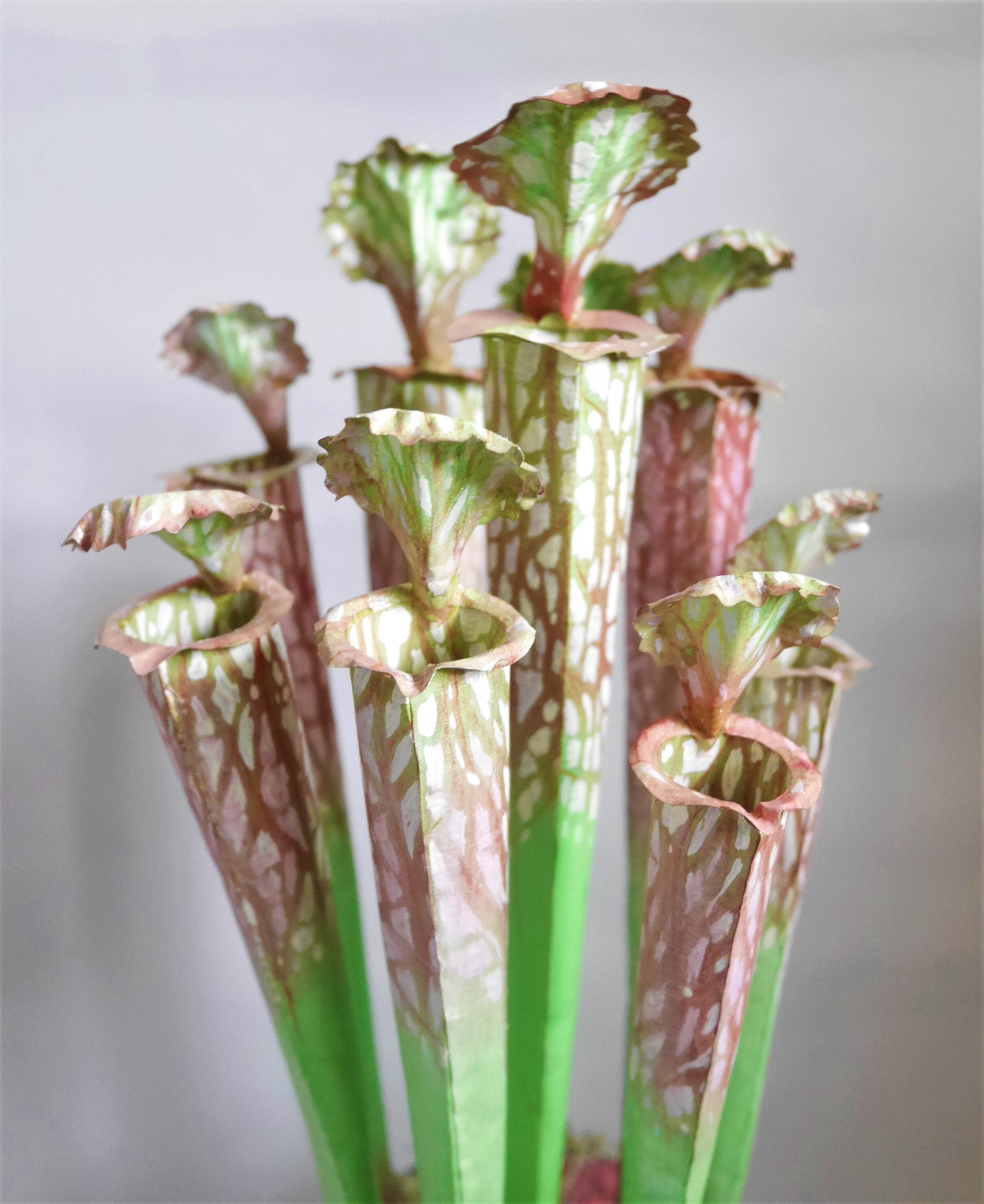 Paper Pitcher Plant Juthatip Soper Templates Paper Plant Etsy