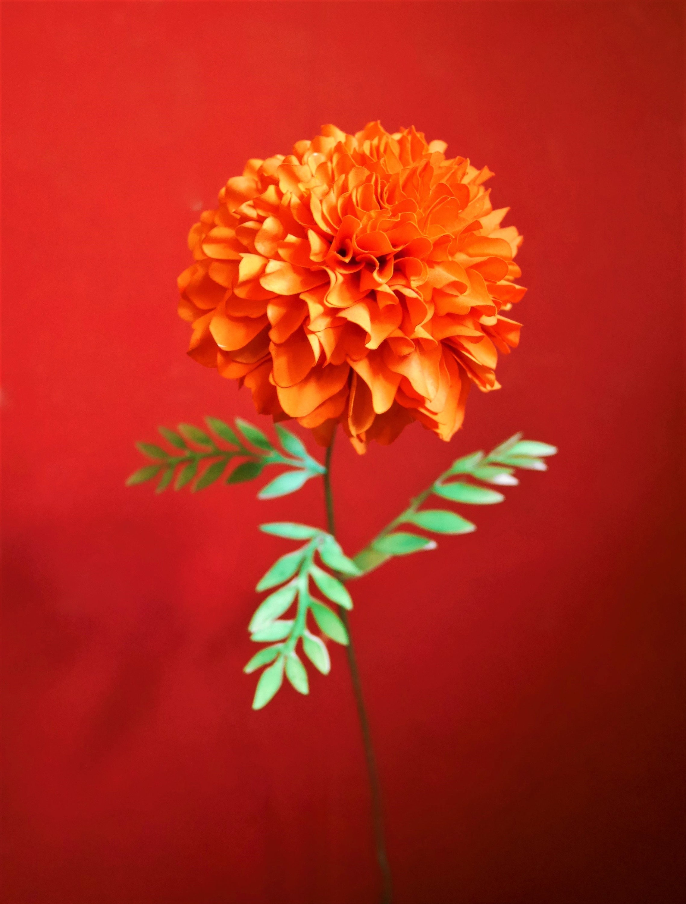 Marigold Paper Flower Template Marigold Paper Flower Template