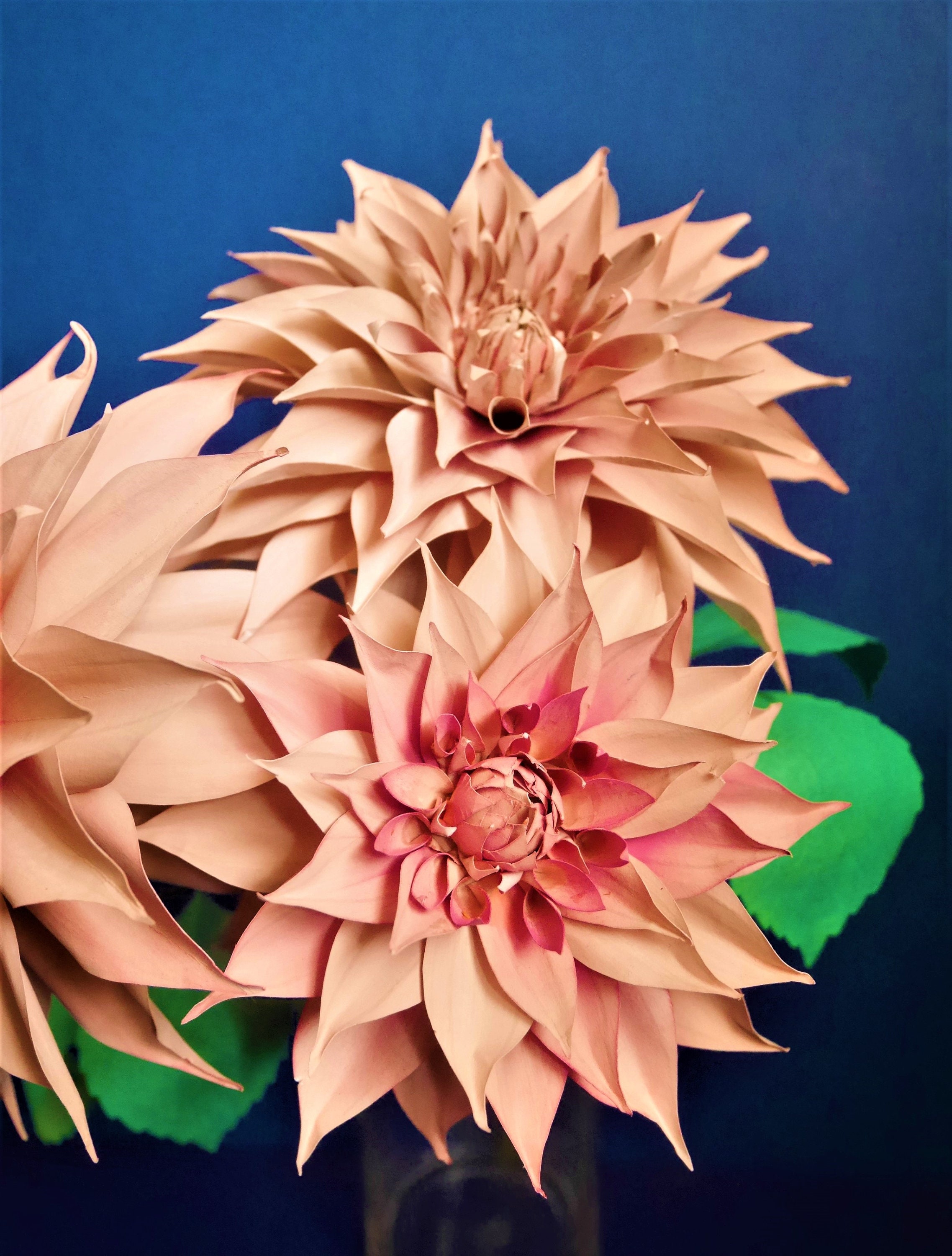 Dinner Plate Dahlia Templates Paper Flower 20 Etsy