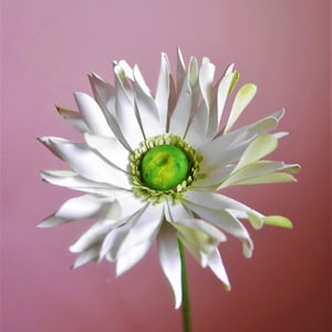 Easy Pastrini Gerbera - Templates - Paper Flowers - Video Tutorial - Instant Download - SVG - DIY - Cricut - Silhouette - Brother