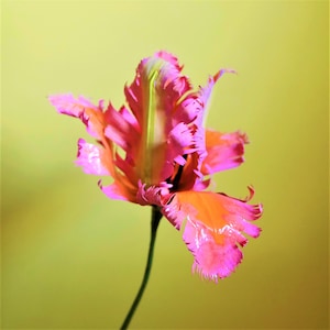 Open French Tulip - Papagei Tulpe - Papierblume - Vorlagen - Sofort Download - Silhouette - Cricut - Scan&Cut - Papier basteln - 3D Blume