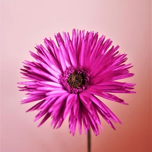 Op de afbeelding: Een levendige magenta gerbera met een donkerbruin hart, tegen een zachtroze achtergrond.
