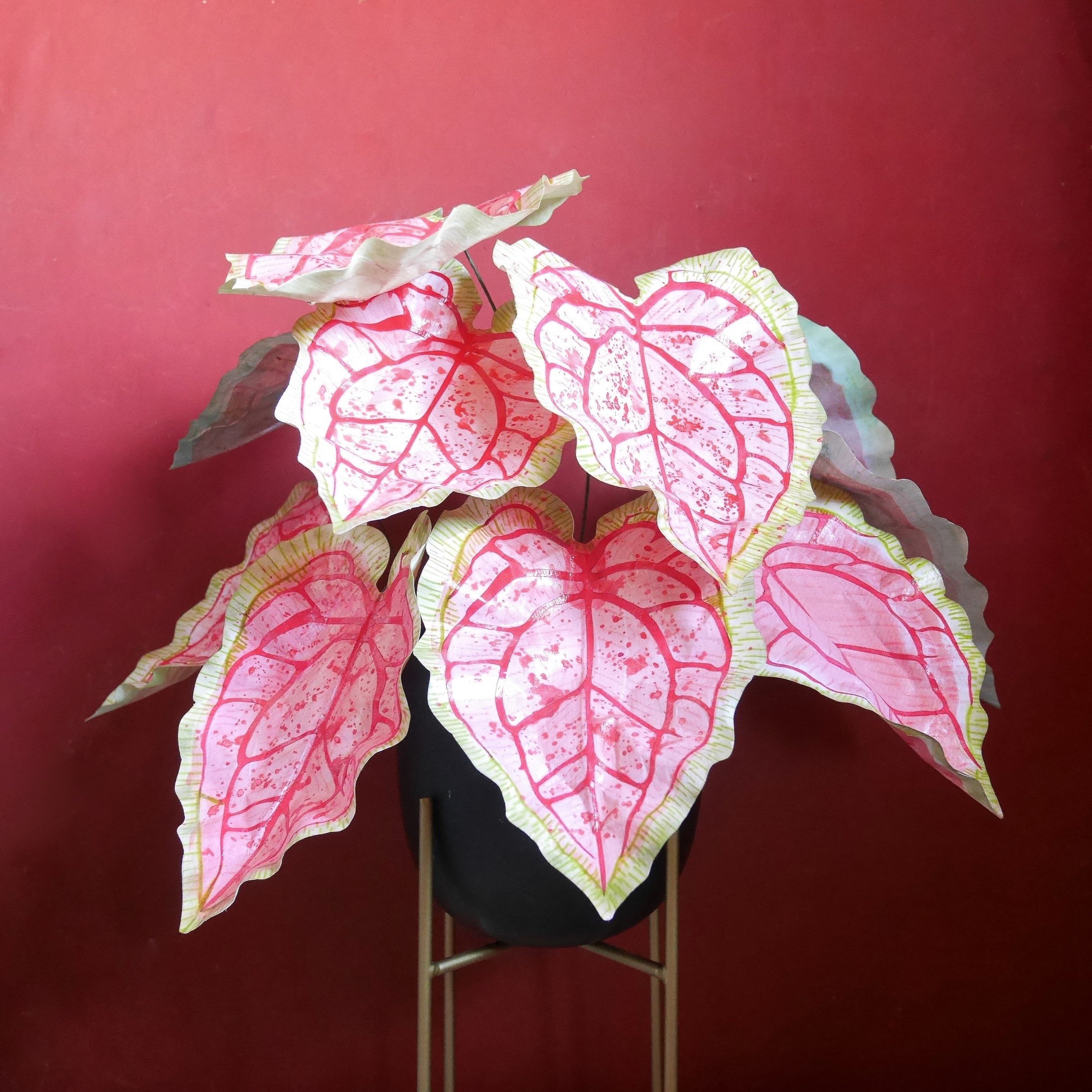 Pink princess monstera - Etsy Schweiz