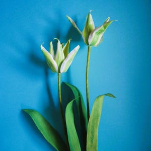 Tulipe Étoile verte - Fleur en papier - Modèles - Téléchargement immédiat - Tutoriel vidéo - SVG - Silhouette - Cricut S&C - Créations en papier - DIY