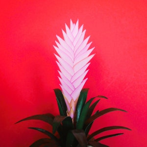Tillandsia Cyanea - Paper Flower - Templates - Instant Download - Video Tutorial - SVG - Silhouette - Cricut - Scan&Cut - Paper Craft