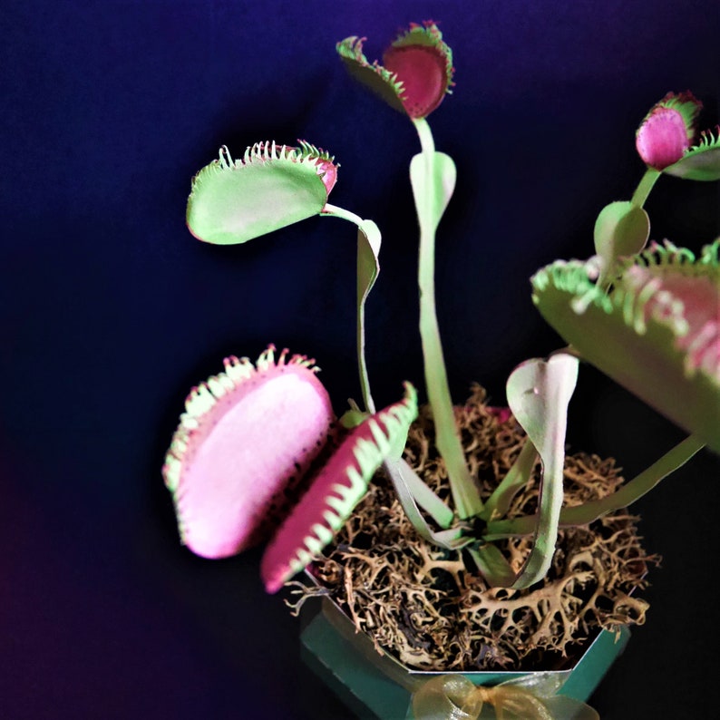 Venus Flytrap Dionaea muscipula Templates Video Tutorial SVG S&C Silhouette Cricut DIY 3D Crafts 3D Flowers image 4
