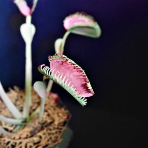 Venus Flytrap Dionaea muscipula Templates Video Tutorial SVG S&C Silhouette Cricut DIY 3D Crafts 3D Flowers image 6