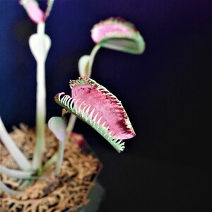 Venus flugfälla (Dionaea muscipula) - Mallar - Videohandledning - SVG - S&C - Silhuett - Cricut - DIY - 3D-pyssel - 3D-blommor bild 6