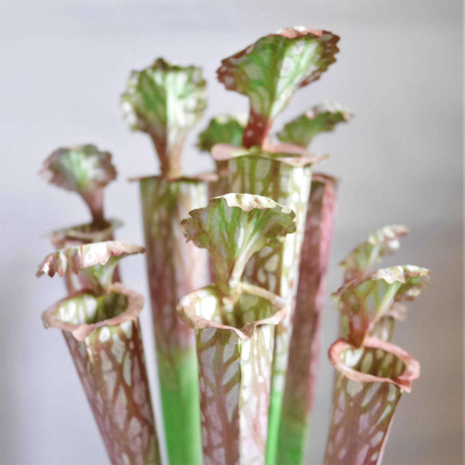 Paper Pitcher Plant Juthatip Soper Templates Paper Plant Etsy