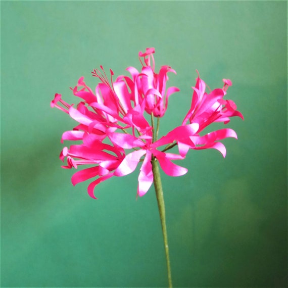 Nerine Paper Flowers Templates Instant Download Video Tutorial SVG Cricut  Silhouette Scan&cut DIY Bouquet Decor - Etsy