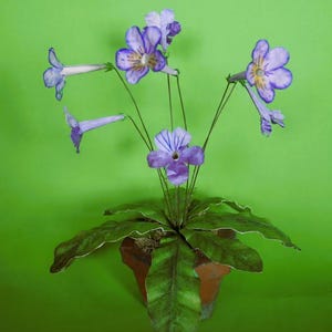 Può includere: Una pianta in vaso con vibranti fiori viola e bianchi e grandi foglie verdi. I fiori hanno una forma unica con un centro giallo. La pianta è in un vaso di terracotta su uno sfondo verde.