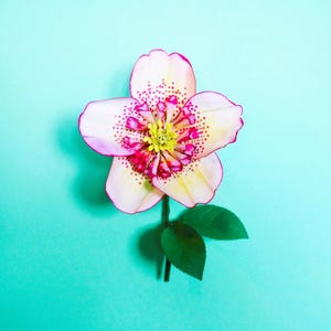 HelleBore Kirschblüte - Papierblumen - Vorlage - Sofort Download - Video Tutorial - SVG - Silhouette - Cricut - DIY