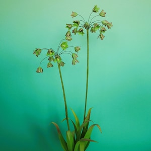 May include: Two green flower stalks with multiple small green bell-shaped flowers on each stalk. The flowers are arranged in a cluster at the top of each stalk. The stalks are against a solid turquoise background.