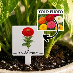 May include: A white square plant marker with a stake featuring a red zinnia flower illustration and the word custom in black script. An inset box shows the text YOUR PHOTO above a collage of colorful zinnia flowers with a black arrow pointing down.