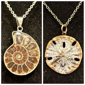 Ammonite, Sand Dollar, Seashell, Fossil, Pendant, Necklace