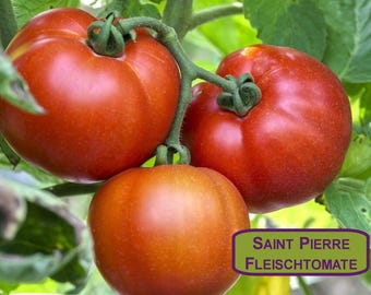 Saint Pierre Fleischtomate 10 / 15 Samen - samenfest - biologischer Hobbyanbau - Erntejahr 2025 - 2024 - 2023