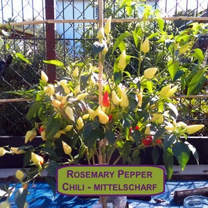 Könnte beinhalten: Eine Chili-Pflanze mit grünen Blättern und einer Mischung aus gelben und roten Paprika. Die Pflanze wird von einem Holzpfahl und einem Gitter getragen. Ein Schild zeigt "Rosemary Pepper Chili - Mittelscharf."