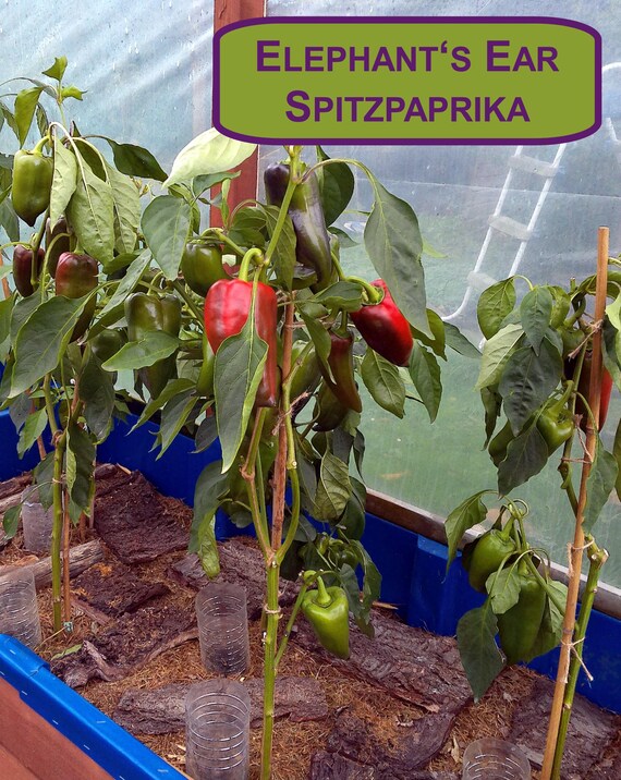 Elephant's Ear Spitzpaprika mild 15 Samen Erntejahr 2024 - samenfest -  Etsy.de