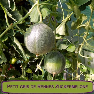 Puede incluir: Dos melones redondos y moteados cuelgan de una vid con hojas verdes. Los melones son de color verde claro con una superficie texturizada. La imagen incluye el texto "PETIT GRIS DE RENNES ZUCKERMELONE" en una pancarta morada.