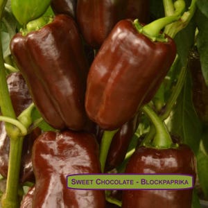 Può includere: Primo piano di diversi peperoni di colore marrone scuro, con il testo "SWEET CHOCOLATE - BLOCKPAPRIKA" visibile nell'immagine.