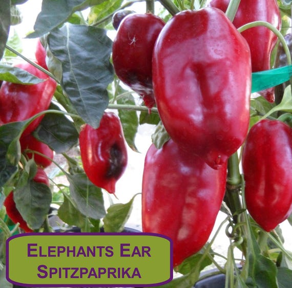 Elephant's Ear Spitzpaprika mild 15 Samen Erntejahr 2024 - samenfest -  Etsy.de